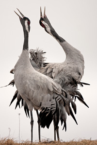 Eurasian Crane  2010 Fraser Simpson