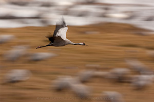 Eurasian Crane  2010 Fraser Simpson