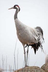 Eurasian Crane  2010 Fraser Simpson