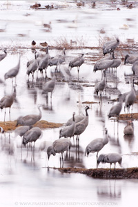 Eurasian Crane  2010 Fraser Simpson