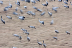 Eurasian Crane  2010 Fraser Simpson