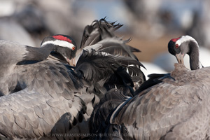 Eurasian Crane  2010 Fraser Simpson