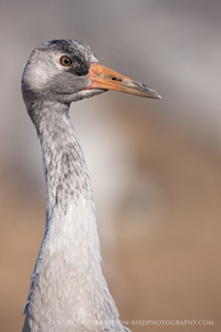 Eurasian Crane  2010 Fraser Simpson