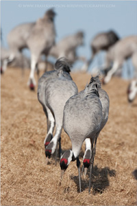 Eurasian Crane  2010 Fraser Simpson