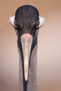 Eurasian Crane  2010 Fraser Simpson