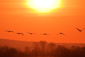 Eurasian Crane  2010 Fraser Simpson