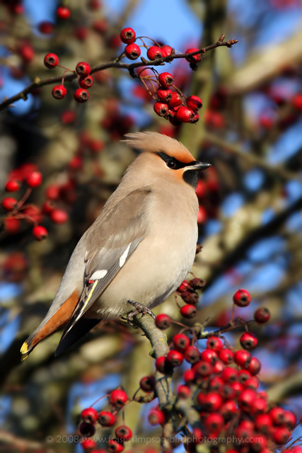 Waxwing  2008 Fraser Simpson