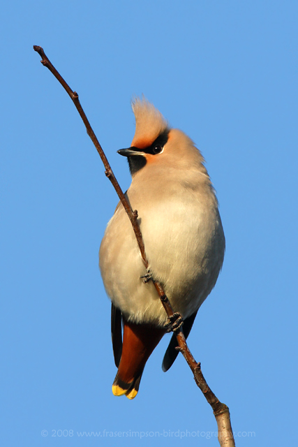 Waxwing  2008 Fraser Simpson