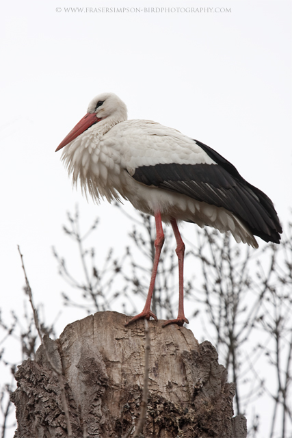 White Stork  2011 Fraser Simpson
