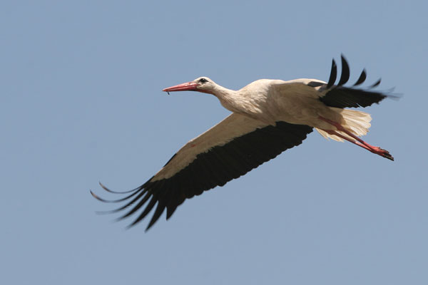 White Stork  2005 Fraser Simpson