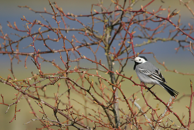 Pied Wagtail  2007 Fraser Simpson