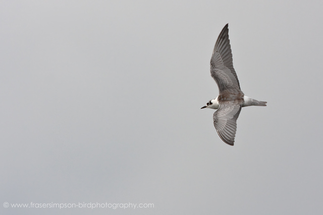 White-winged Black Tern  2010 Fraser Simpson